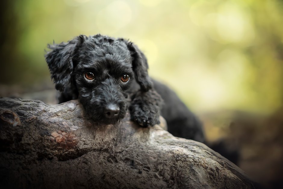 Спаниель маленький кудрявый