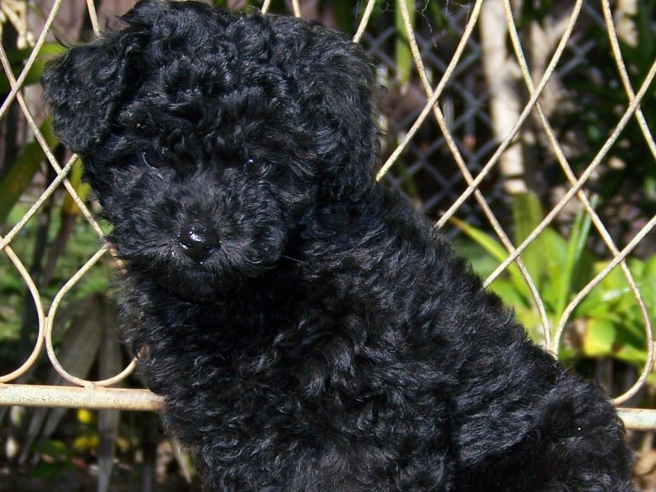Порода пудель черный