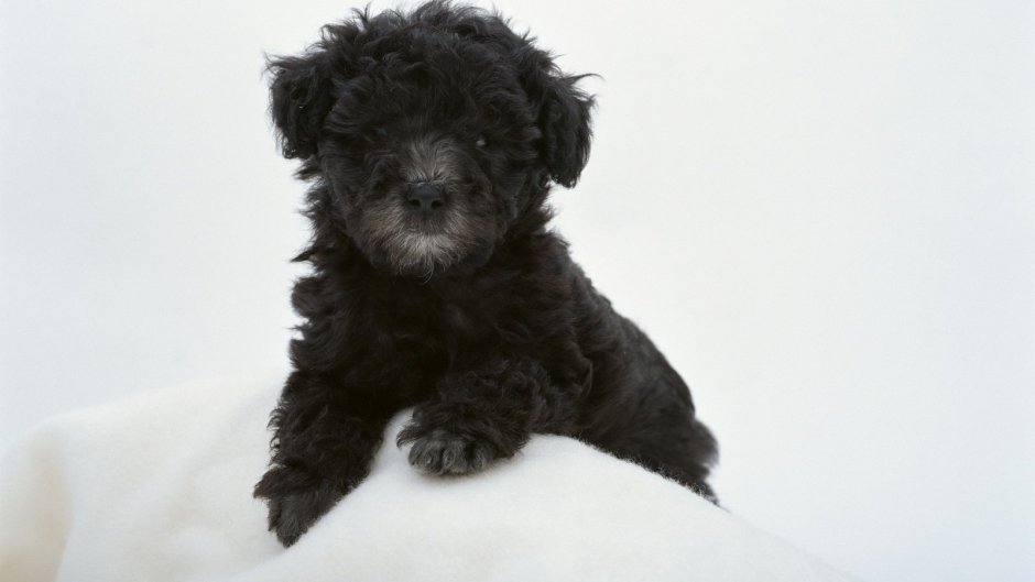 Мальтипу мини