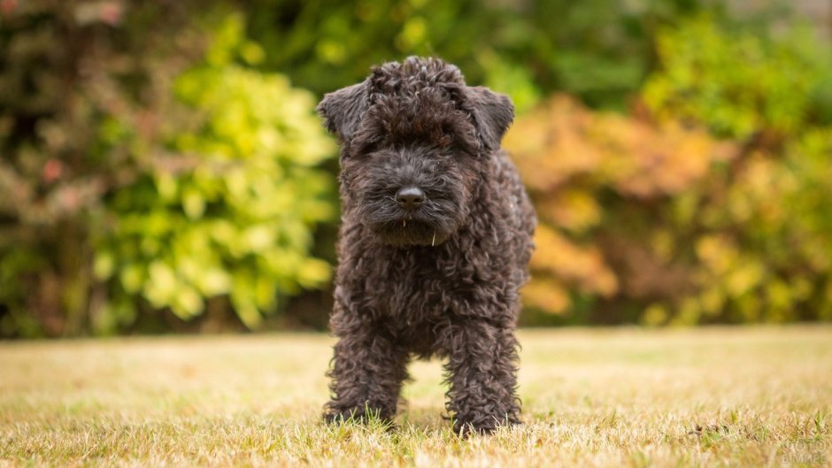 Порода собаки Бич Блэк