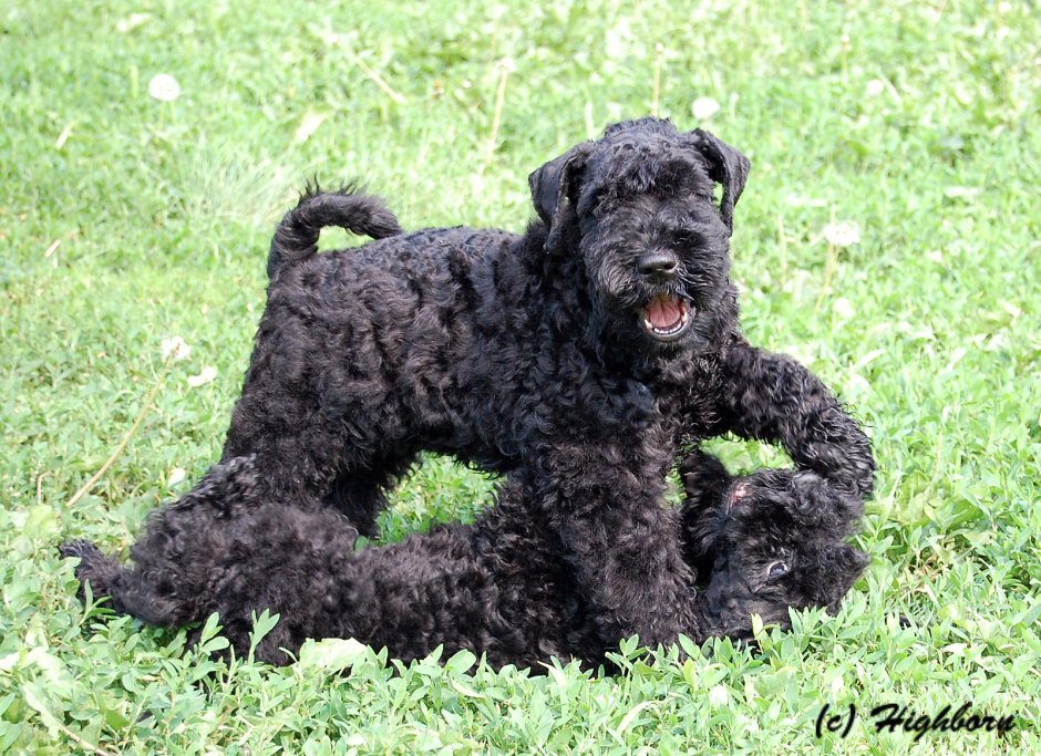 Ши тцу кудрявый