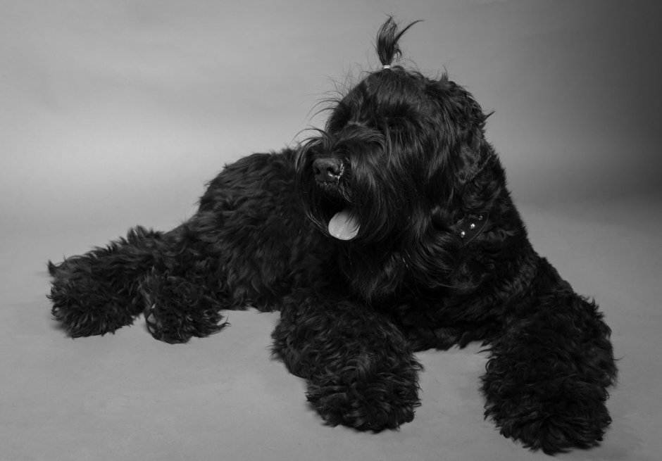 Кудрявые собаки большие