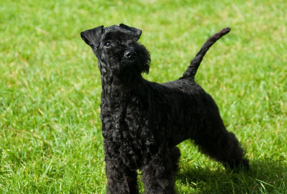 Барбет французская водяная собака