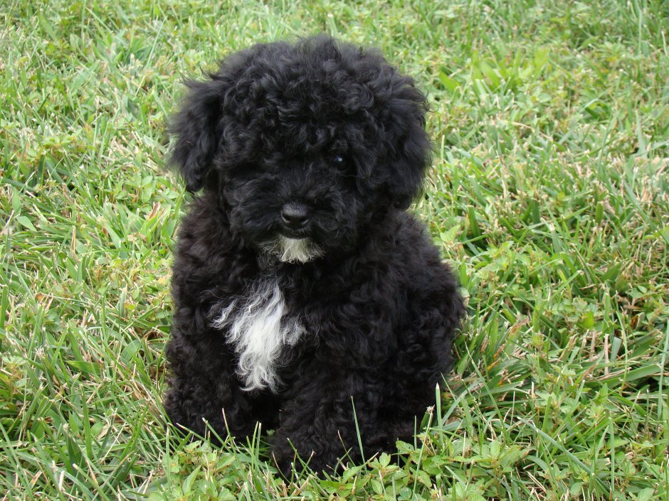 Мини пудель мальтипу