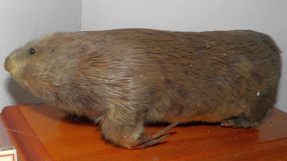 Цокор Алтайский – Myospalax Myospalax