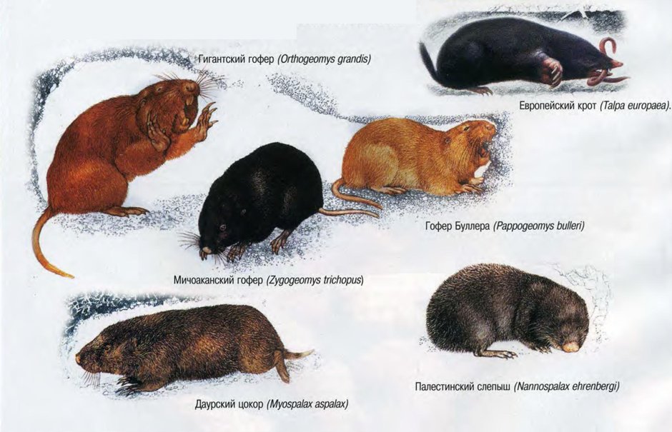 Крот землеройка слепец