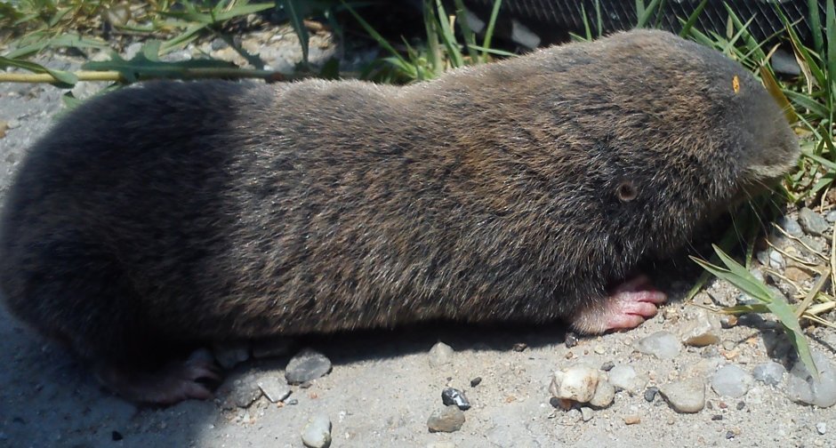 Слепыш гигантский (Spalax giganteus)