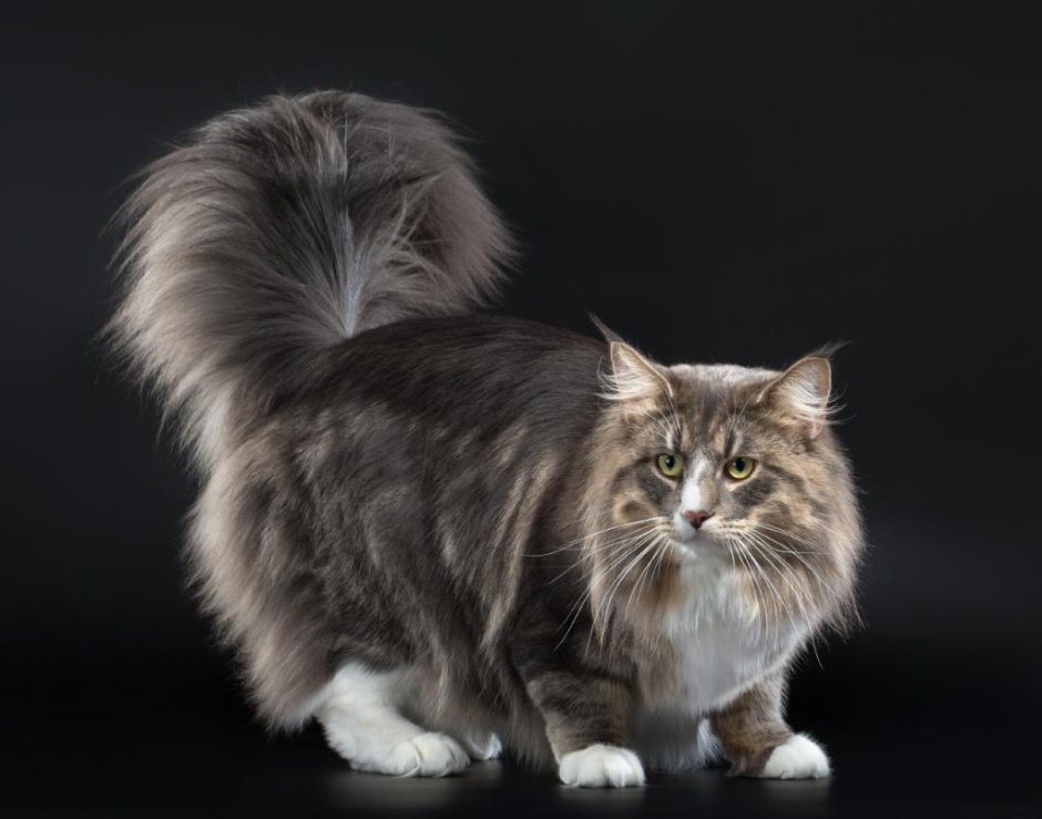 Сибирский длинношерстный кот