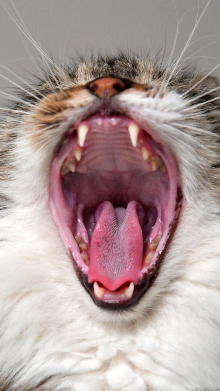 Кальцивироз (эозинофильная гранулема)