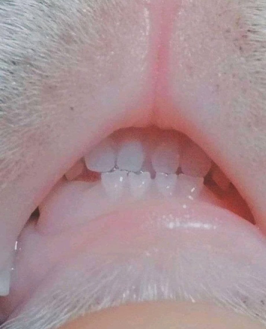 Кричащий кот