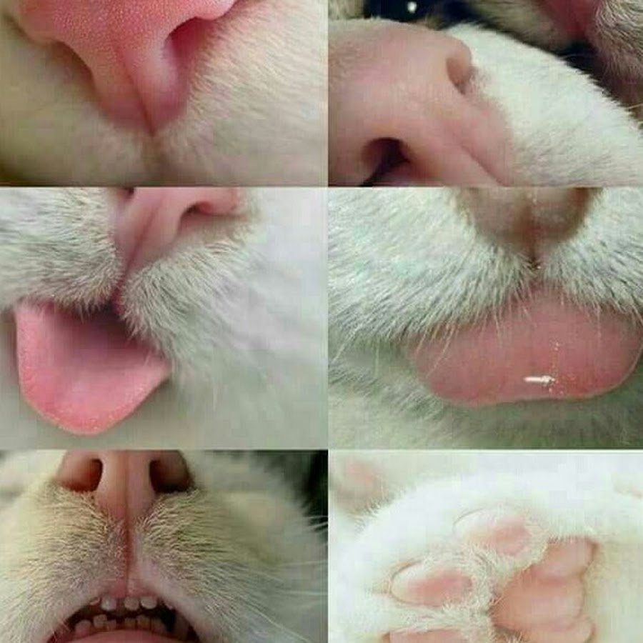 Котенок показывает зубки