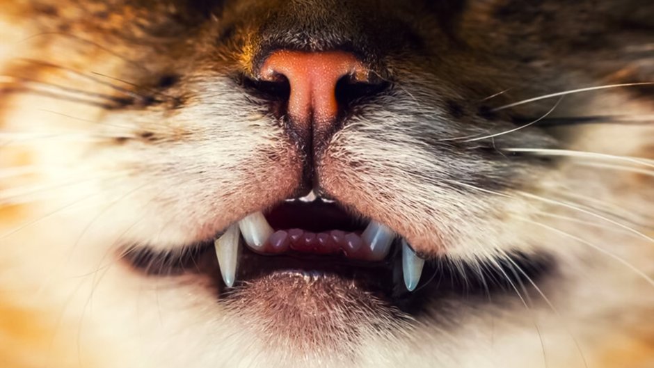 Стоматология животных