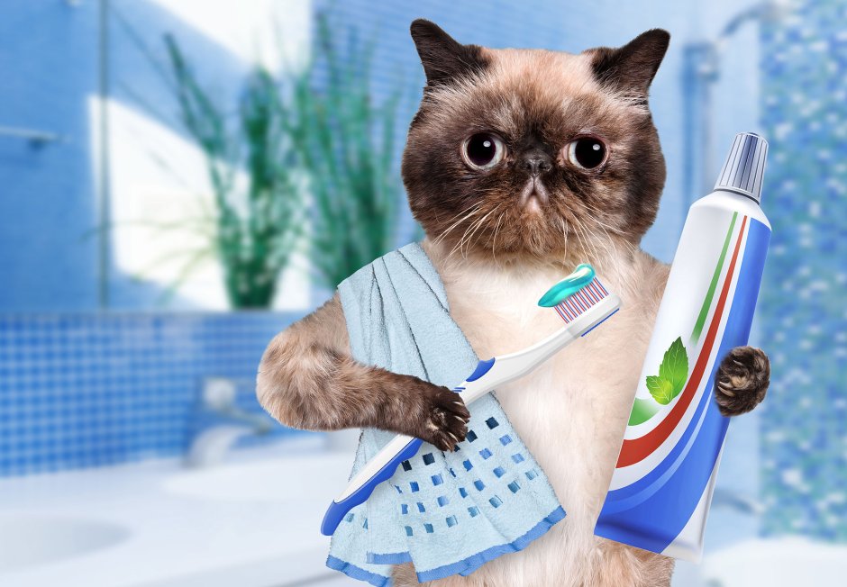 Беззубая кошка