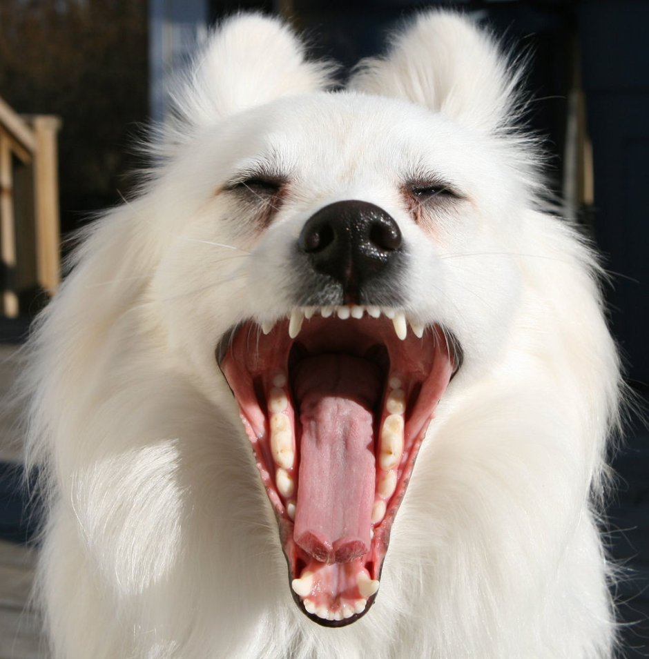 Календарь зубов у детей