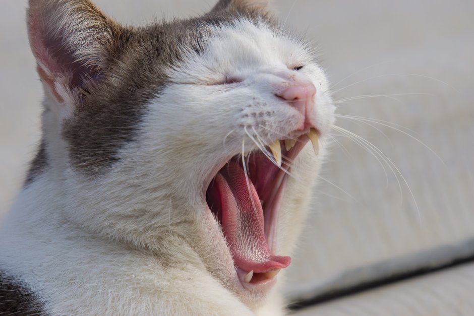 Кальцивироз (эозинофильная гранулема)