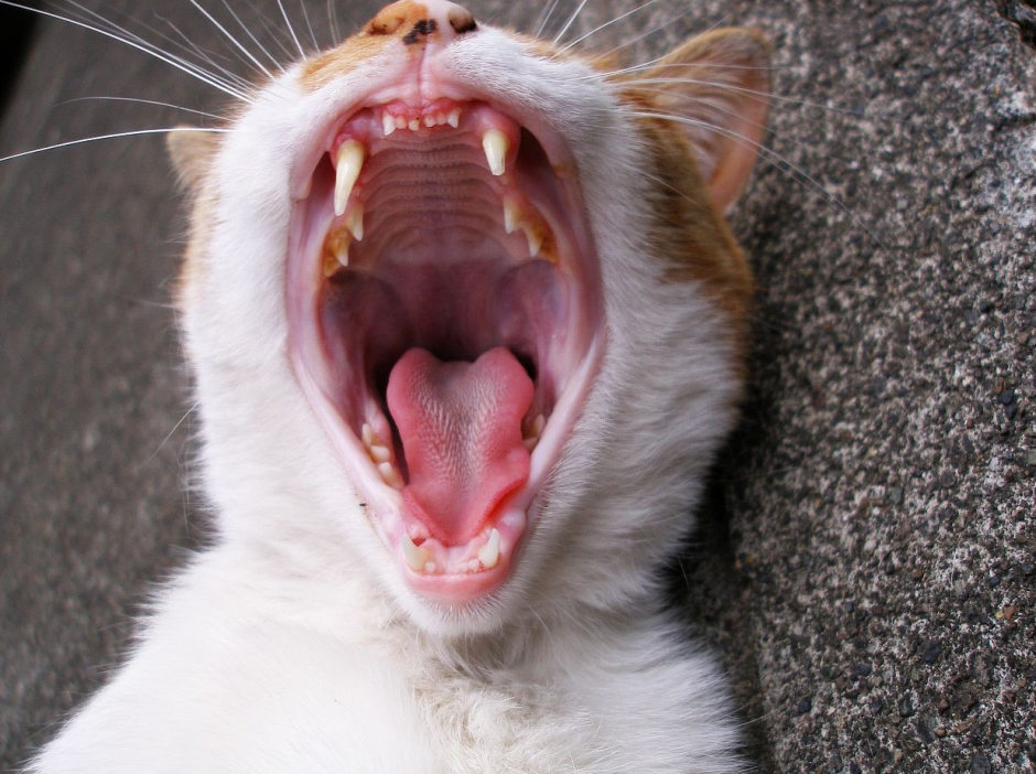 Строение черепа кошки