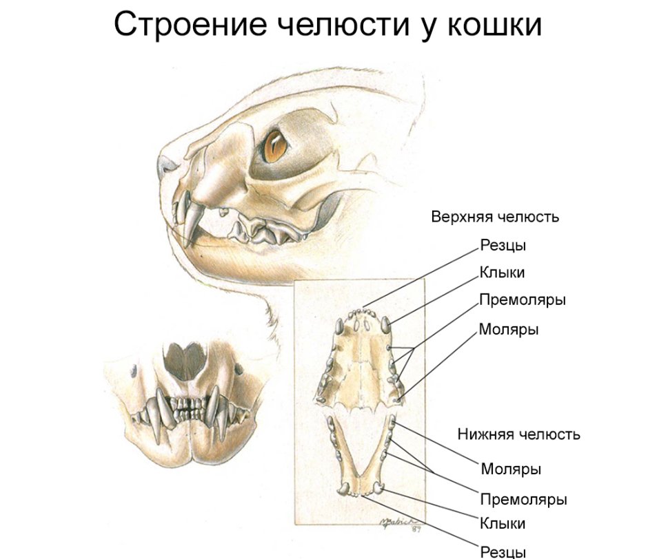 Паттерн из зубов