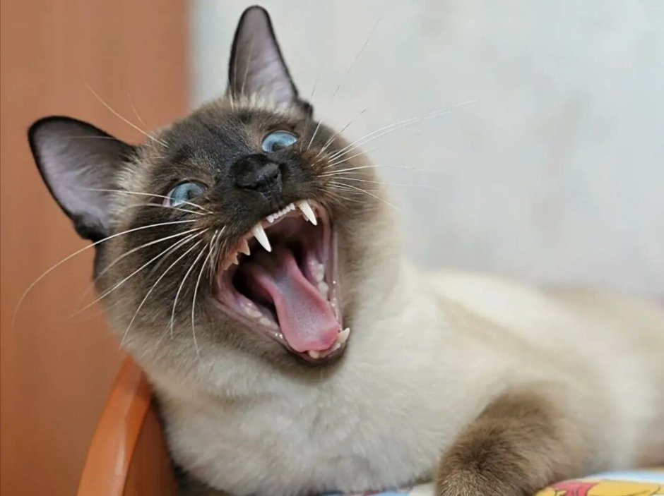 Нарисованный кот чистит зубы