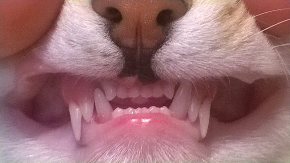 Гингивит стоматит у кошек