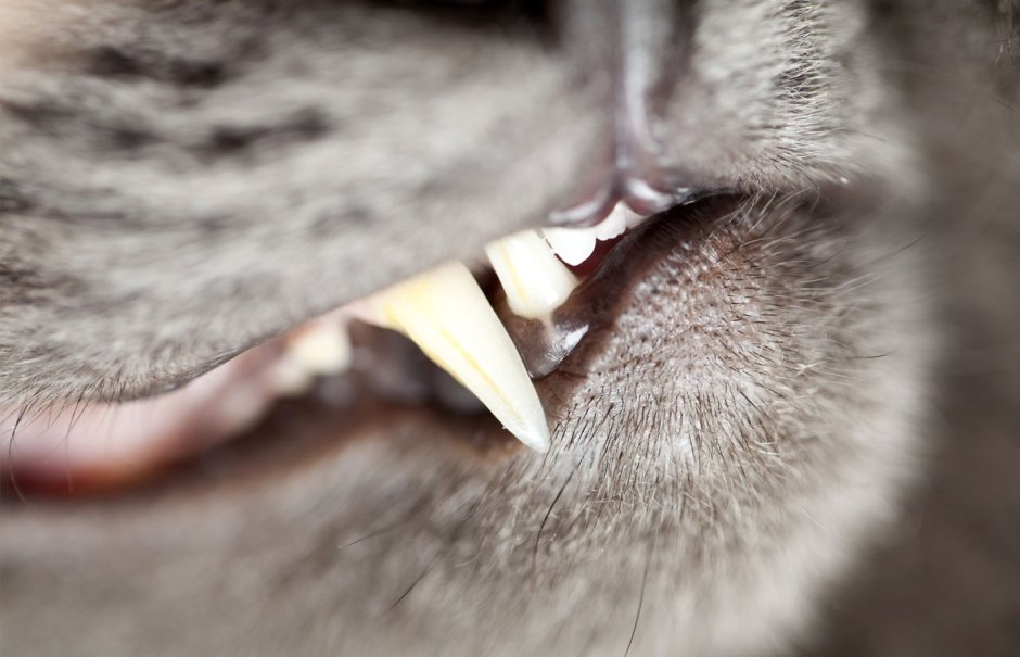 Строение челюсти и зубов акулы