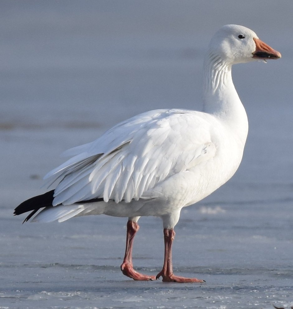 Белый Гусь Anser caerulescens