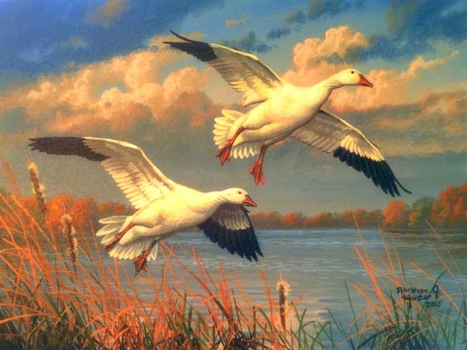 Художник Abraham Hunter птицы