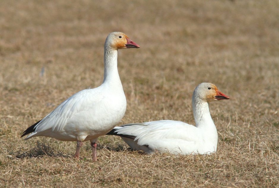 Белый Гусь Anser caerulescens