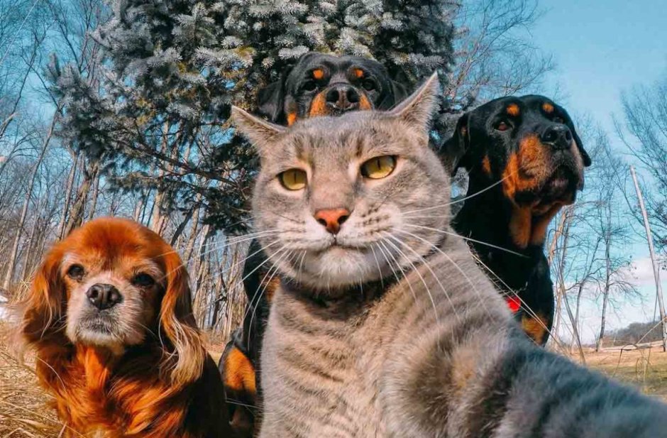 Смешные кошки и собаки