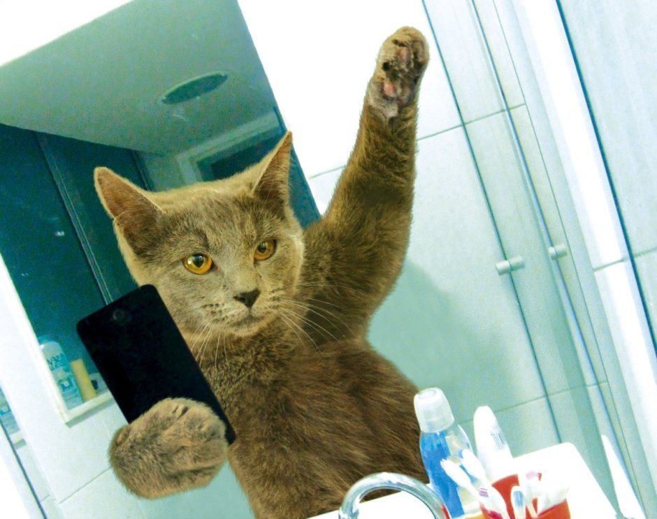 Селфи с котенком