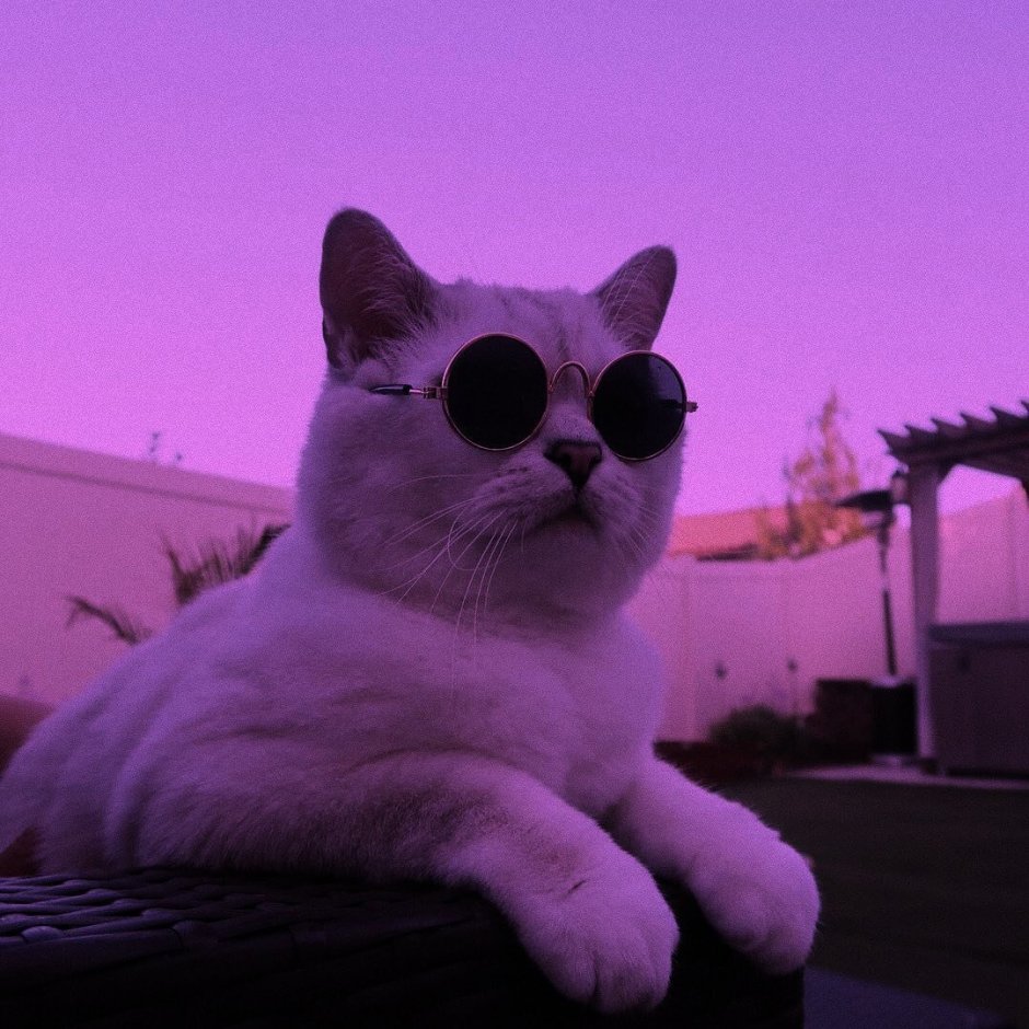 Котик в очках