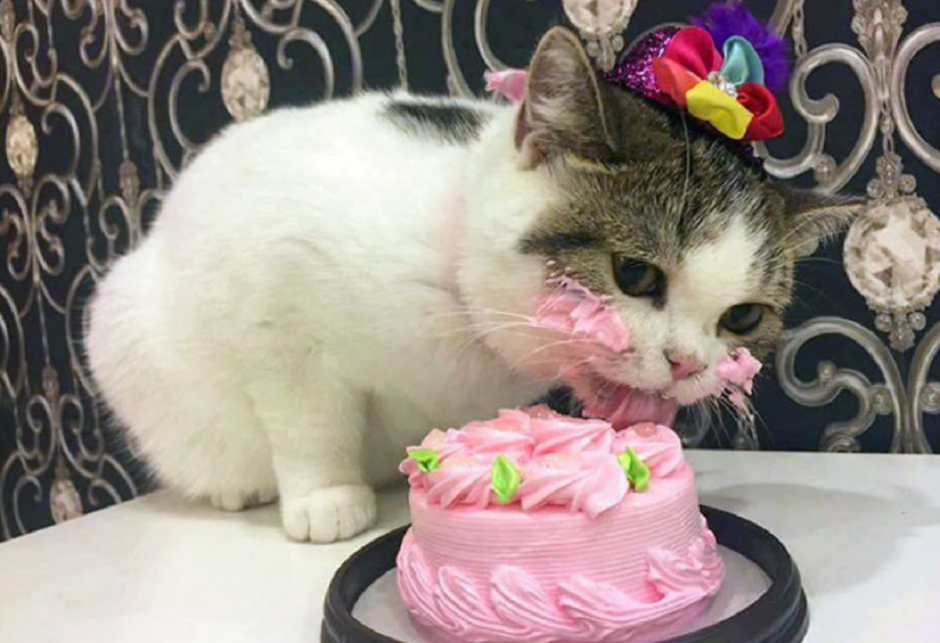 Тортик для котика