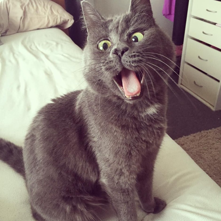 Офигевший котик