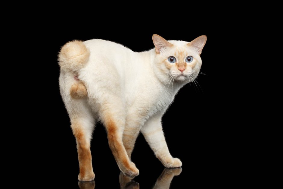 Мэнкский кот