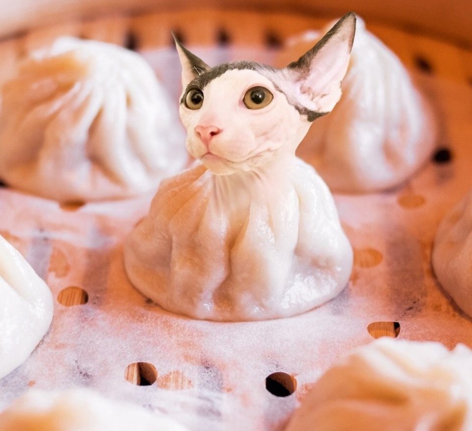 Котик с пельменями