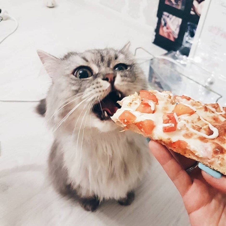 Кот с пиццей