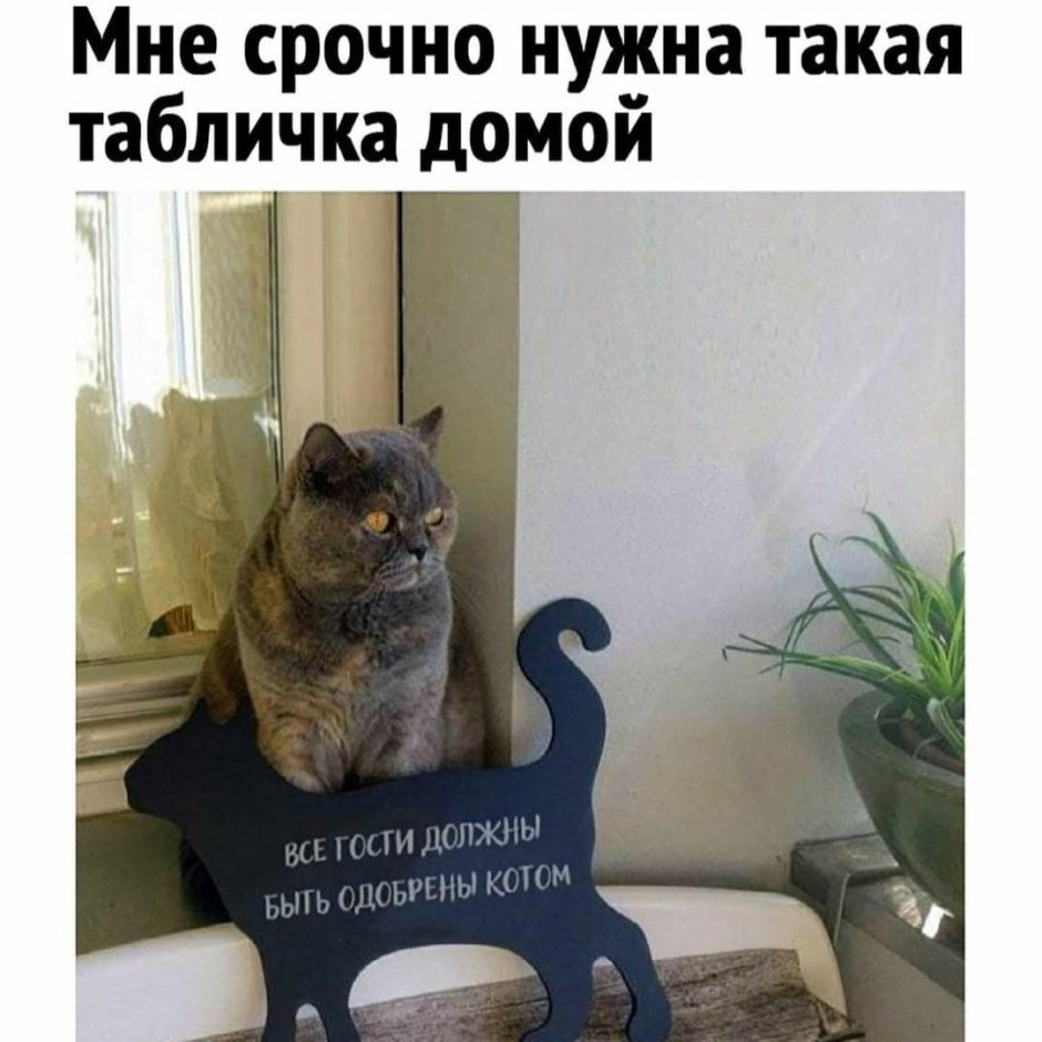 Все гости должны быть одобрены котом