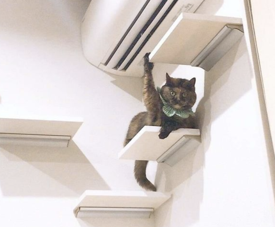 Кот рампи