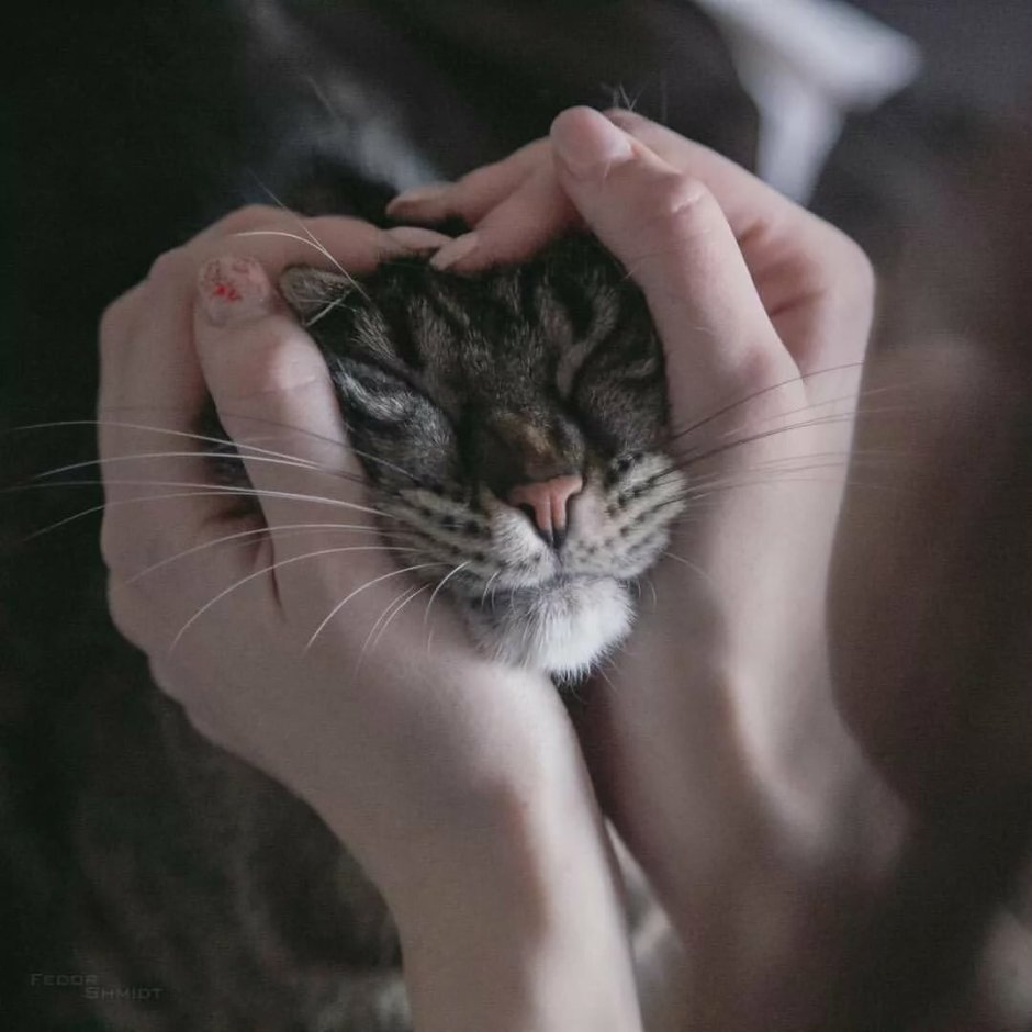 Морда кота в руках