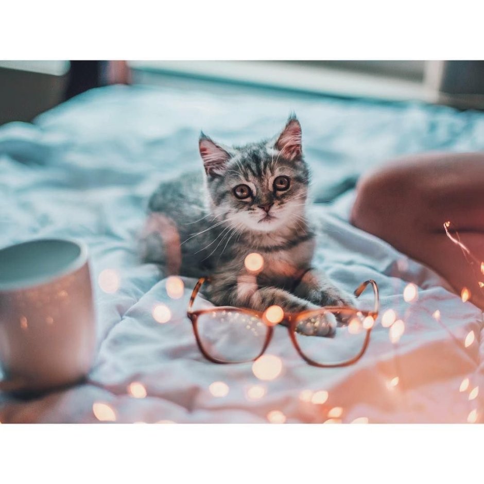 Котики для инстаграма