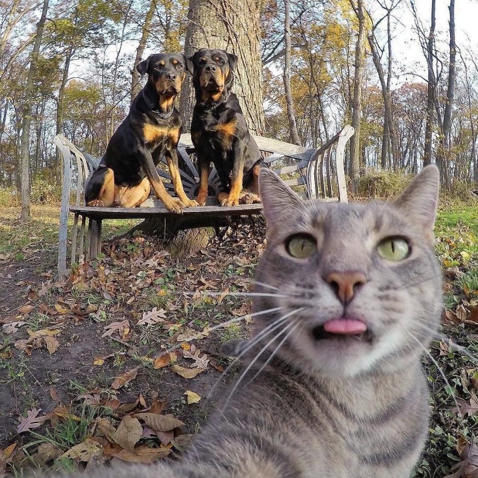 Кот селфи