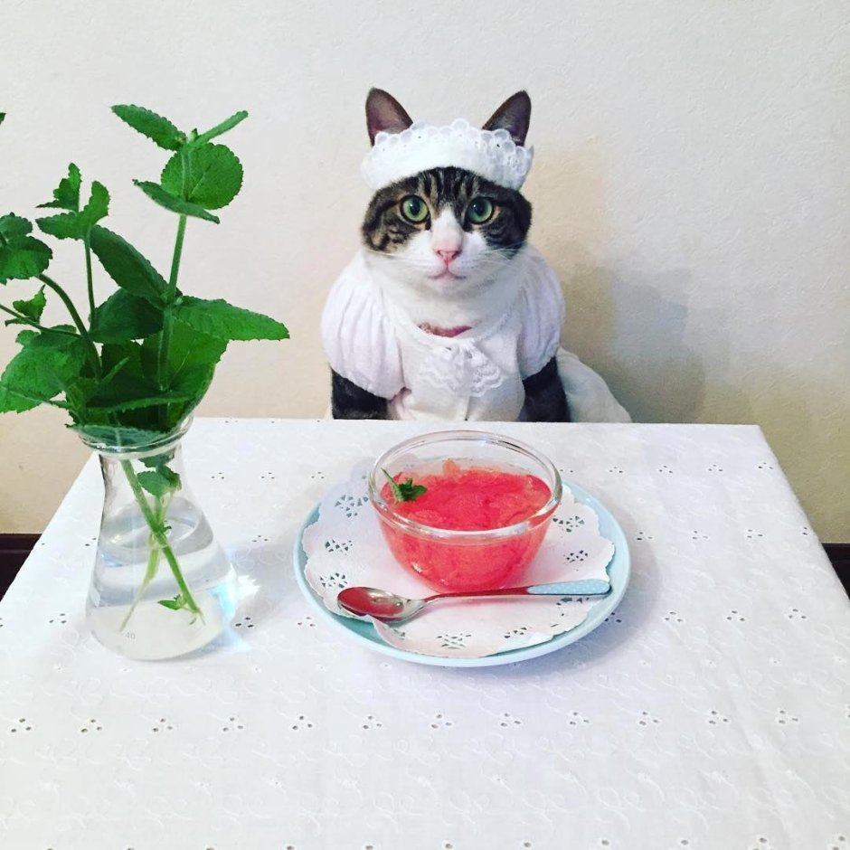 Как оригинально сфотографировать кота