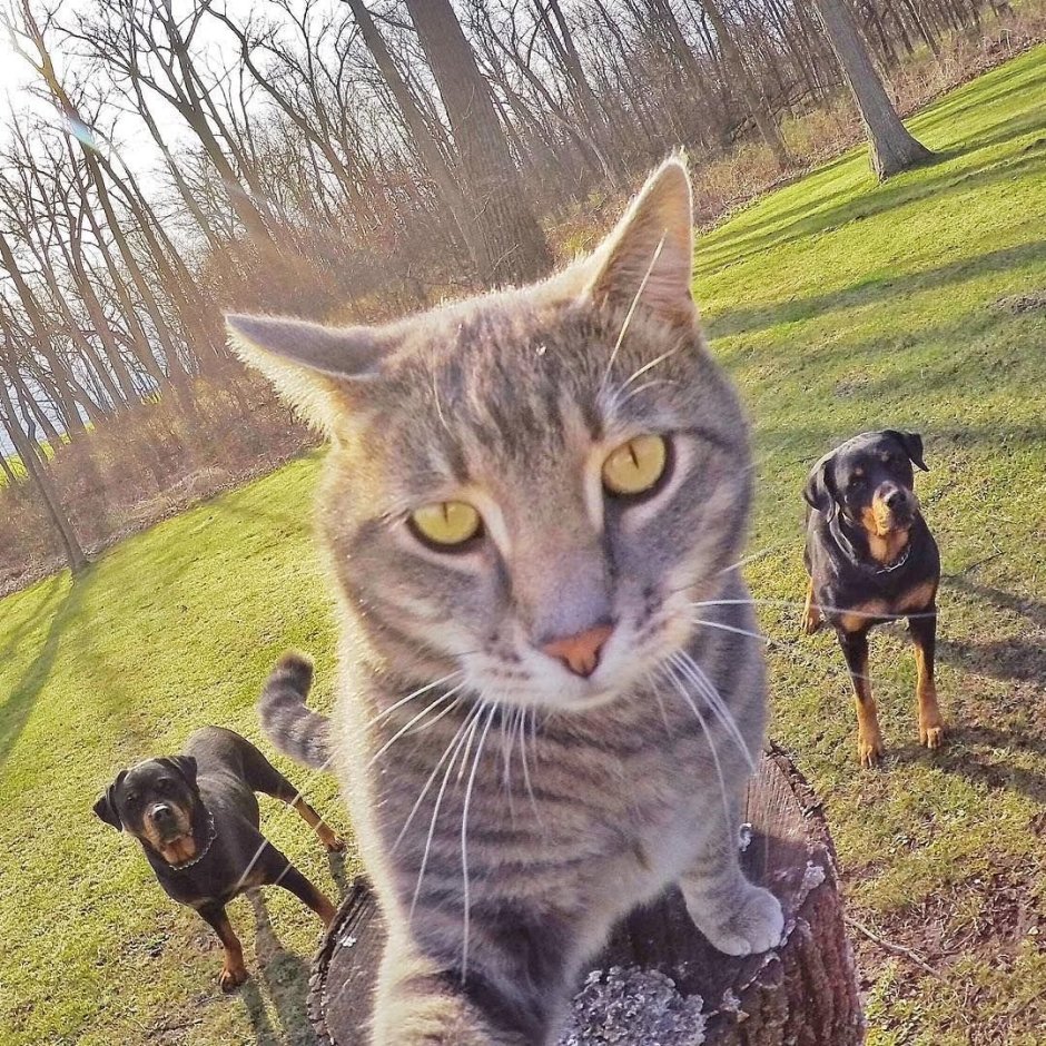 Кот Мэнни