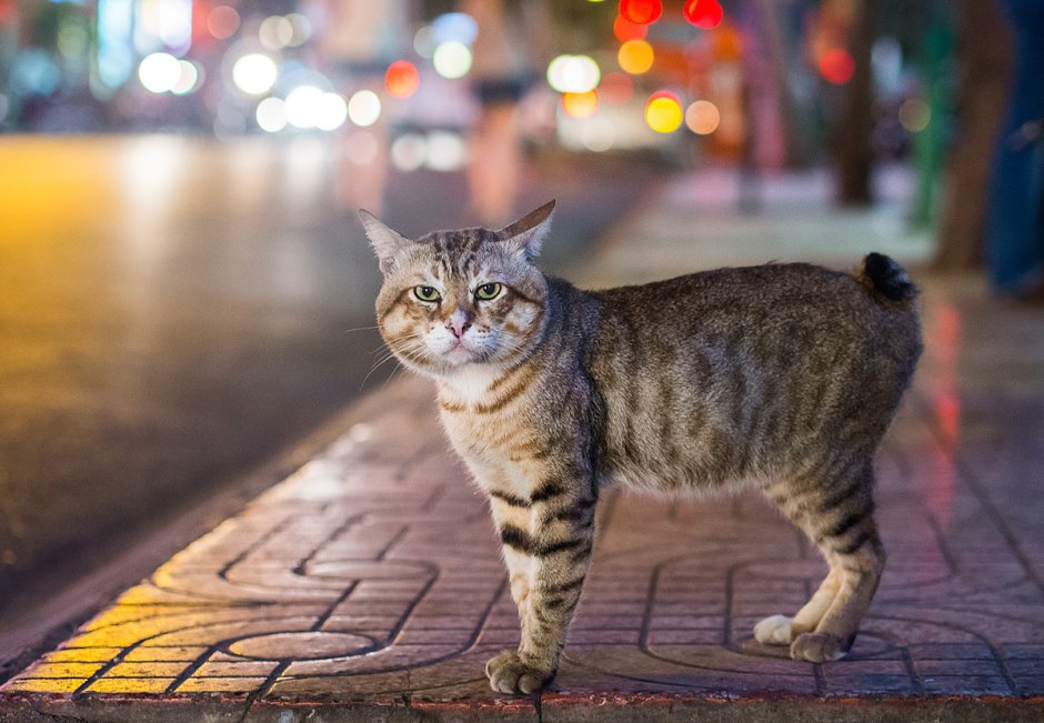 Мэнекс кошка