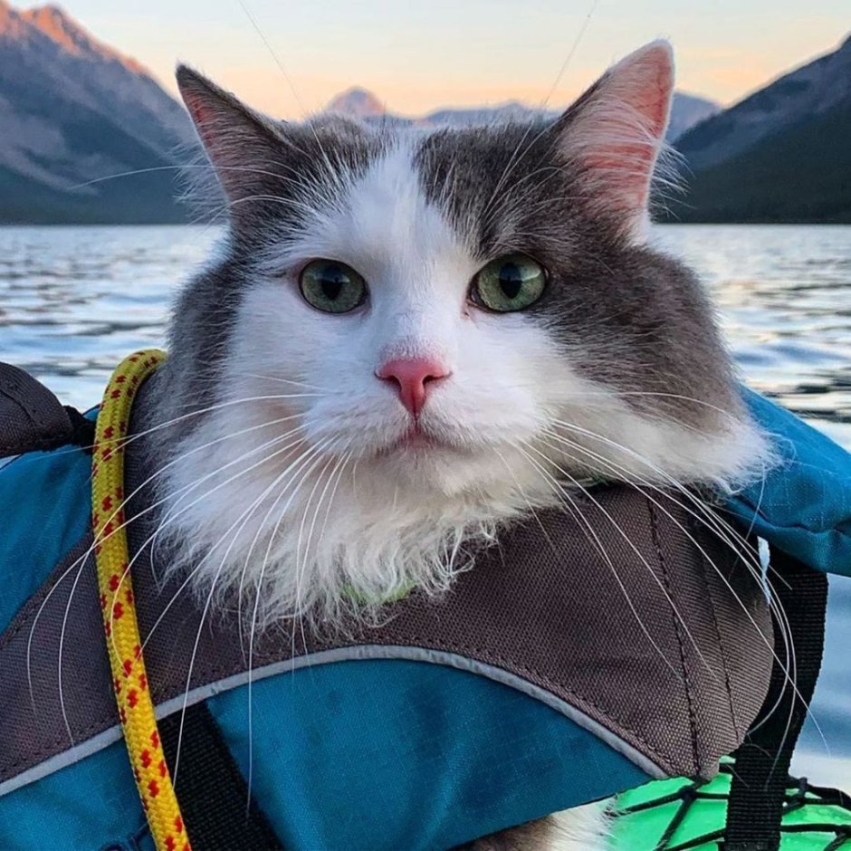 Коты путешественники