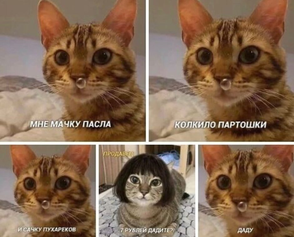 Филиное Куре кот