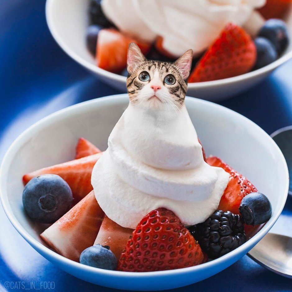 Ксения Змановская еда и котики