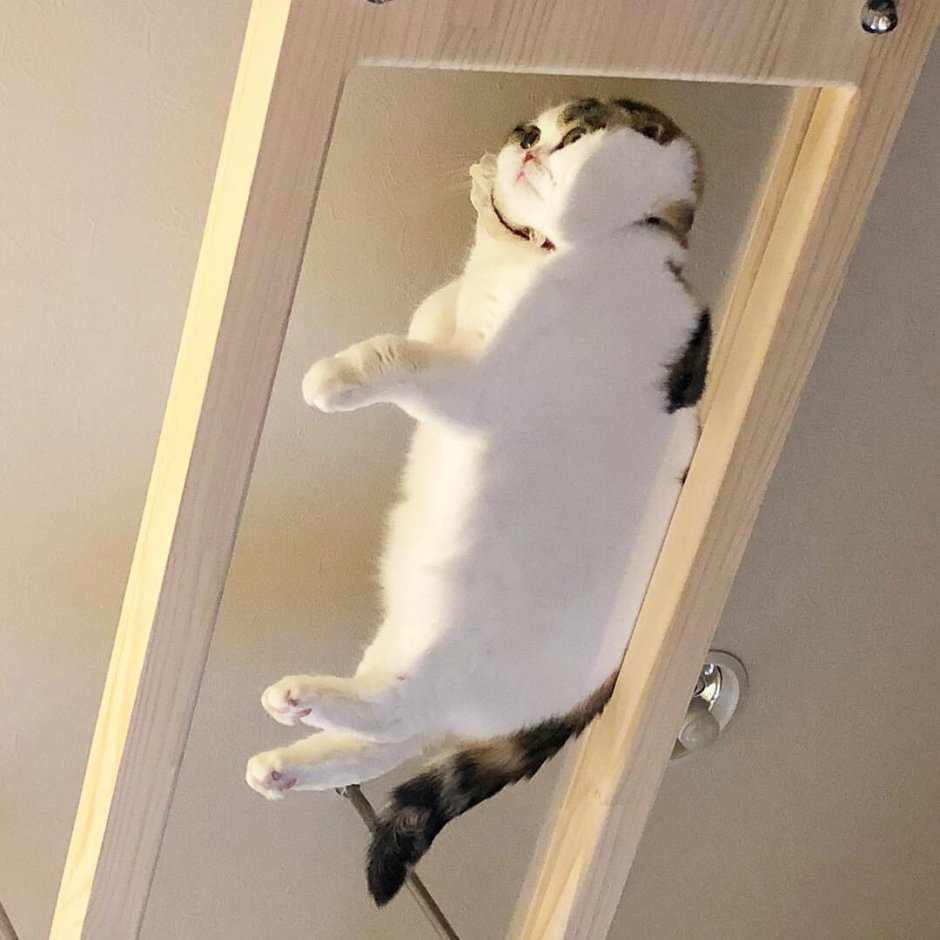 Котики на стеклянном столе