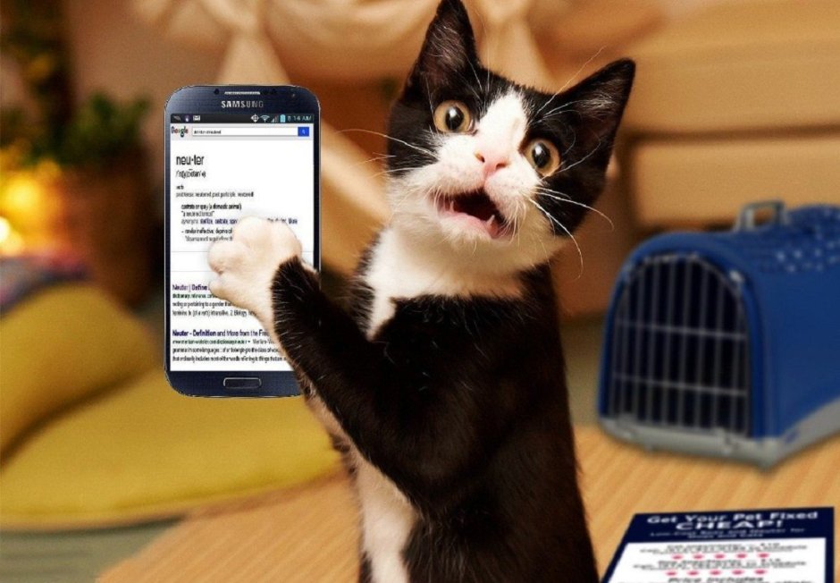 Котик с телефоном