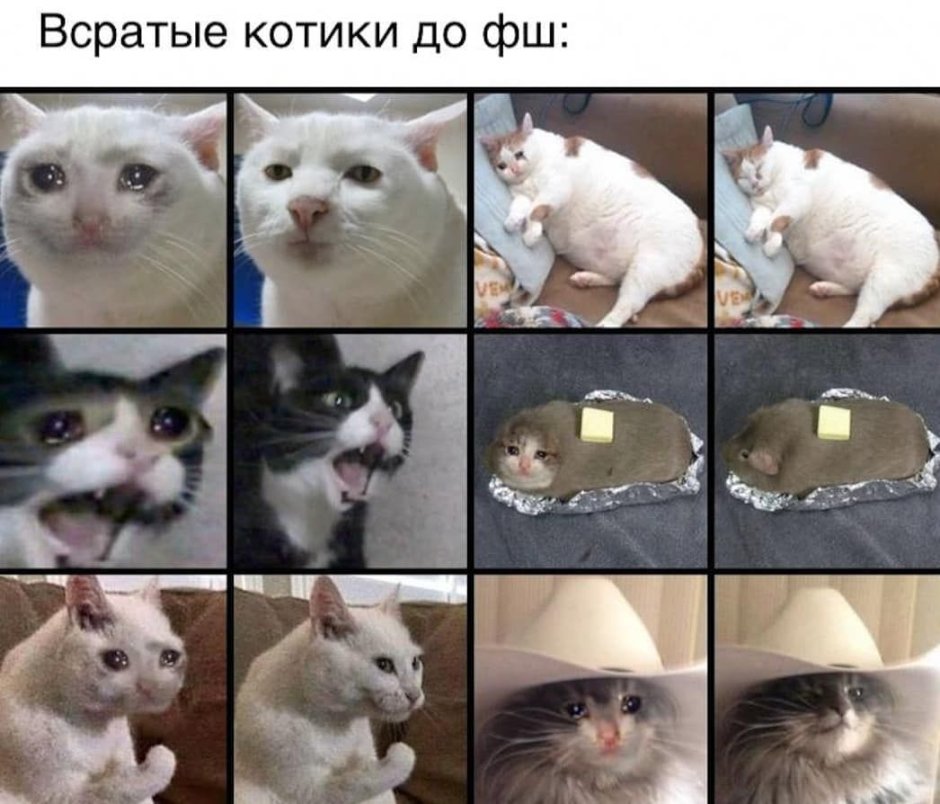 Мемные картинки коты убеждают