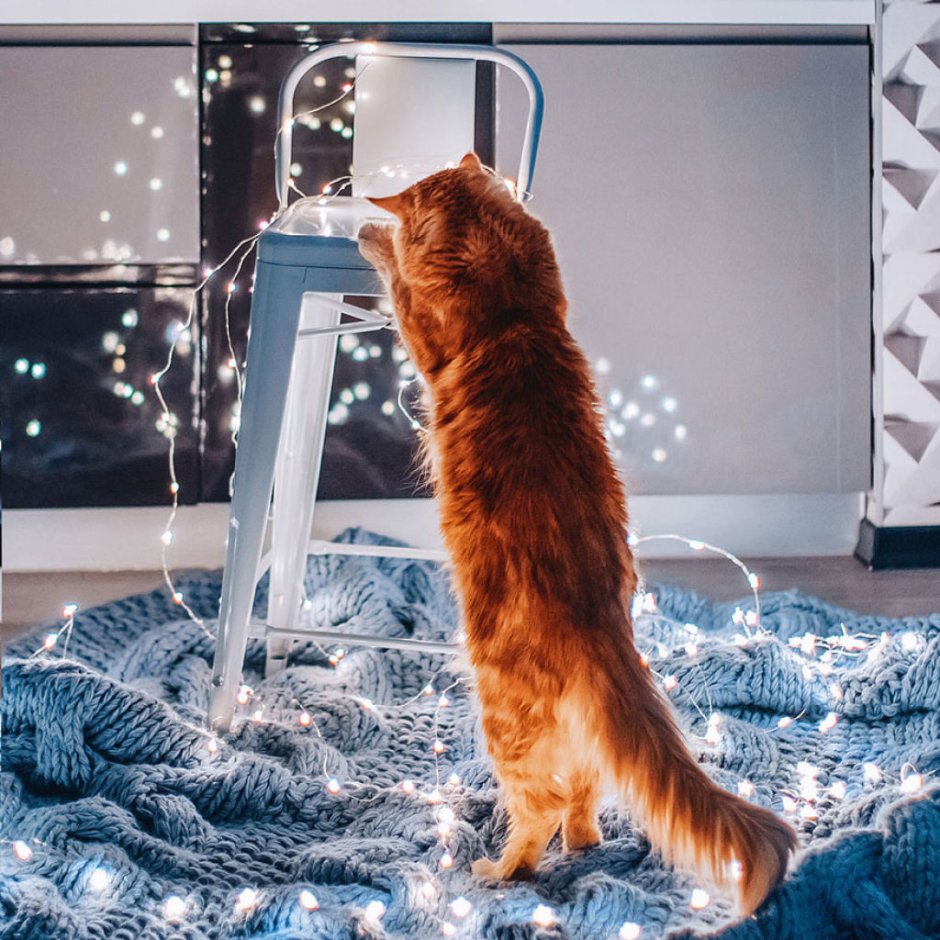 Кот котлета Кристина Макеева